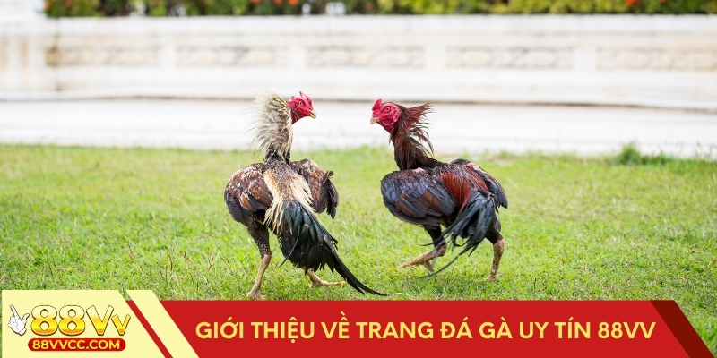 88VV – Trang đá gà uy tín hàng đầu hiện nay