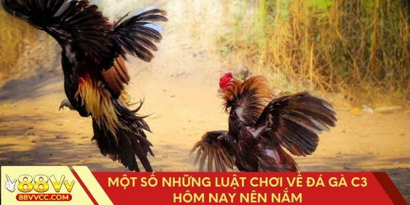 Luật chơi đá gà C3 hôm nay cần biết