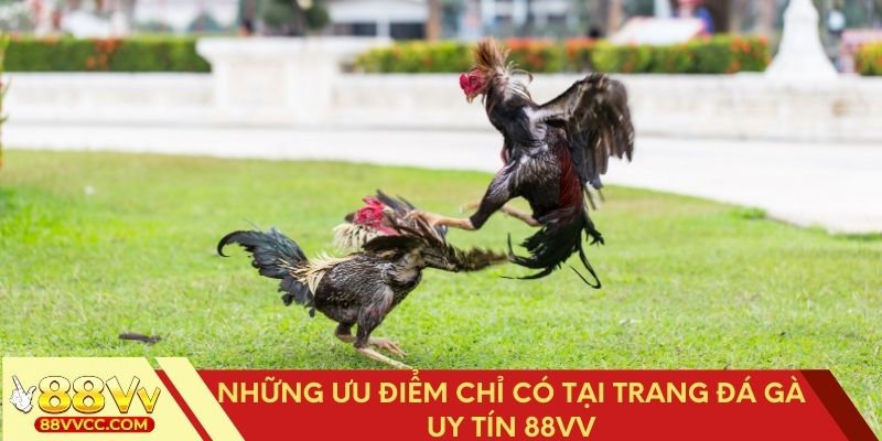 Ưu điểm nổi bật của trang đá gà uy tín 88VV