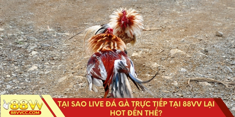 Vì sao live đá gà trực tiếp 88VV lại cực hot?
