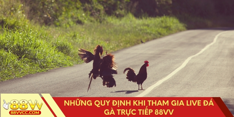 Quy định cần biết khi xem live đá gà trực tiếp 88VV
