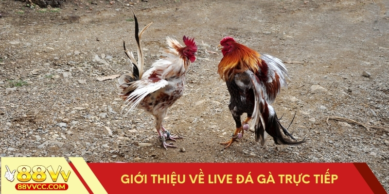 Thông tin về live đá gà trực tiếp